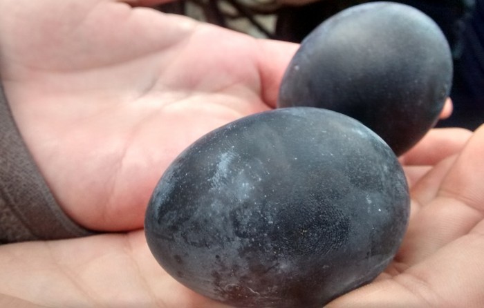 Ovos-Pretos-Japoneses