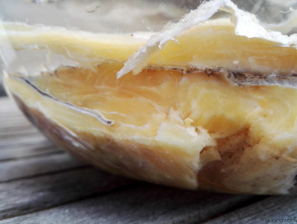 Como Cortar e Demolhar Bacalhau • Iguaria Receita e Culinária